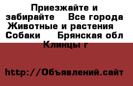 Приезжайте и забирайте. - Все города Животные и растения » Собаки   . Брянская обл.,Клинцы г.